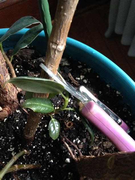 Taking a cutting from the tip of a stem is best—these root the most effectively. How To: Propagate a Rubber Tree | Leaf and Paw | Rubber ...