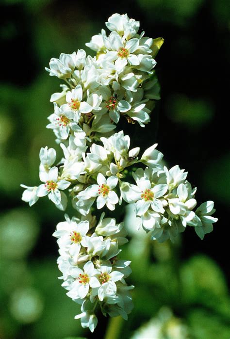 Buckwheat Flowers Photograph By Th Foto Werbungscience Photo Library