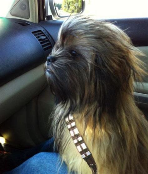 Chewbacca Dog Star Wars Know Your Meme