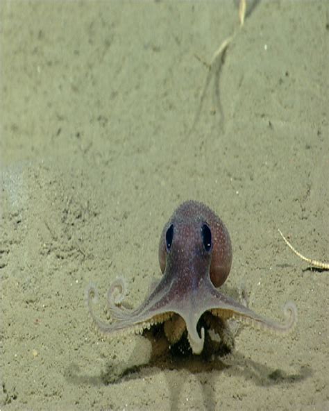 Baby Octopus Cute Sea Creatures