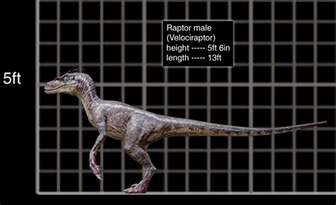Velociraptor Wiki Jurassic Park Fandom Powered By Wikia