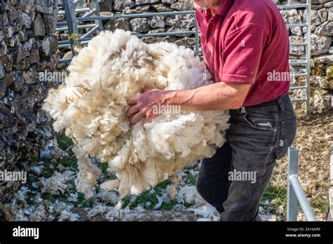 Sheep Shearing Is The Process By Which The Woollen Fleece Of A Sheep Is