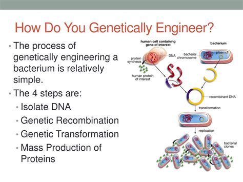 Ppt Notes Genetic Engineering Powerpoint Presentation Free Download