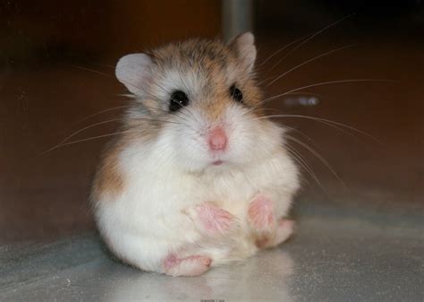 Chuột Hamster Robo Mặt Nâu Đồ Chơi Phụ Kiện Thức Ăn Hamster