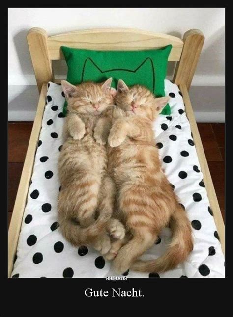 Gute nacht bilder katzen gif october 25 2019 admin gute bilder 0 wähle einfach das gewünschte bild aus der kategorie gute nacht bilder katzen gif und klicke auf einen der darunter angezeigten codes. Gute Nacht... | Lustige Bilder, Sprüche, Witze, echt ...