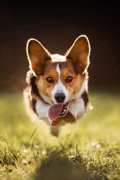 Corgis bark more than the average domestic dog. 2302 best images about Fluffy corgis on Pinterest | Welsh ...