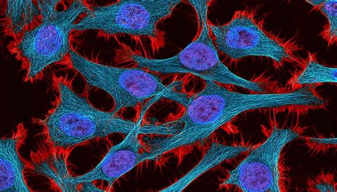 Check spelling or type a new query. Why You Need To Authenticate Your Cell Line - Your ...