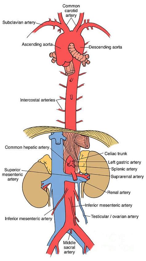 Abdominal Aorta Subclavian Artery Science