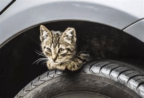 Kitten Manages To Survive 17 Mile Journey In Engine Compartment Of Car