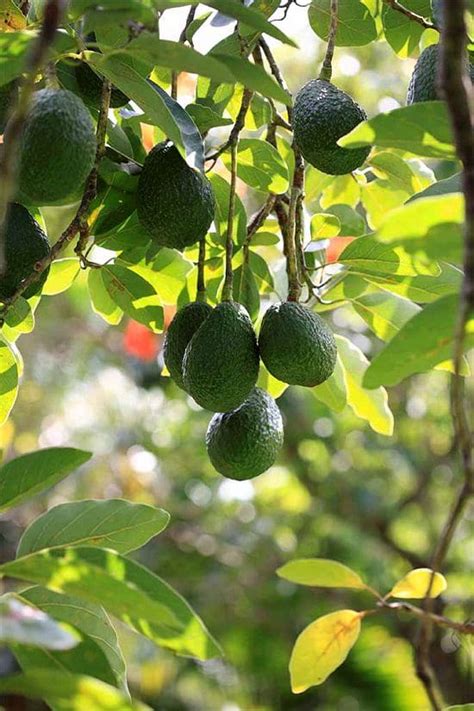 Established plants will do best in sunny windows. Is Avocado A Fruit Or Vegetable? | Balcony Garden Web