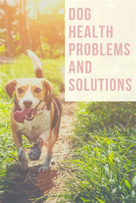 10 Most Common Dog Health Problems And Solutions Bright Freak Dog