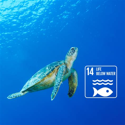 Protect, restore and promote sustainable use of terrestrial ecosystems, sustainably manage forests, combat desertification, and halt and reverse land degradation and halt biodiversity loss. SDGs Ziel 14 - Leben unter Wasser | karmacom