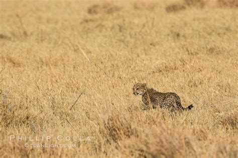 Cheetah Meru National Park Acinonyx Jubatus Photo Kenya 29625
