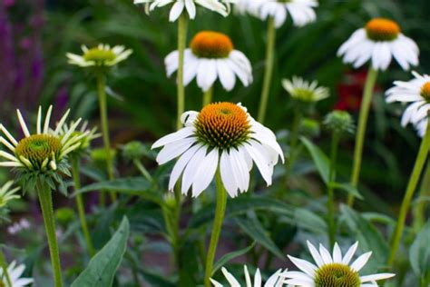 The Most Incredible Longest Blooming Perennial Weve Ever Grown