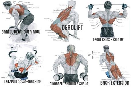 Exercise To Build Big Back Muscles Bizeps
