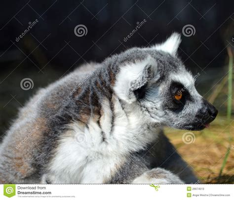 Ring Tailed Lemur Stock Image Image Of Profile Ringtail 26674513