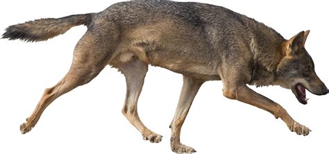Jackal Coyote Png Transparent Image Download Size 1656x777px