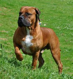 He plays a lot and runs around a lot with so much energy. boerboel