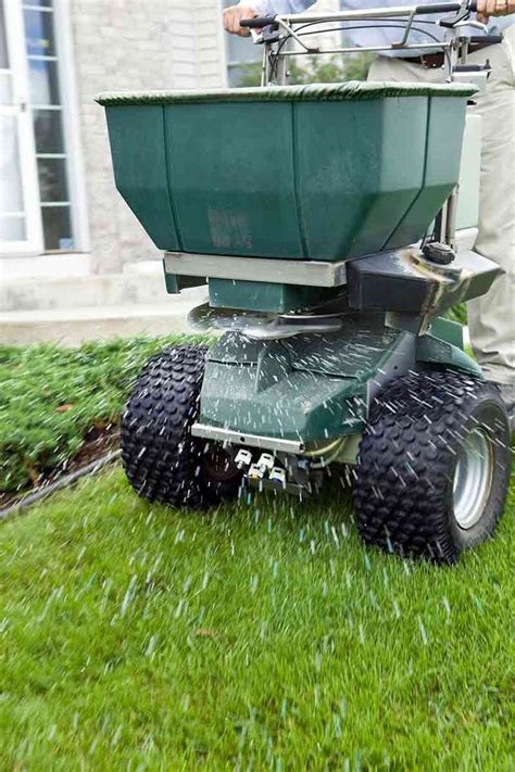 Ideal conditions for healthy houseplants. The secret to a thick full lawn is overseeding. | Easy landscaping, Diy backyard landscaping ...