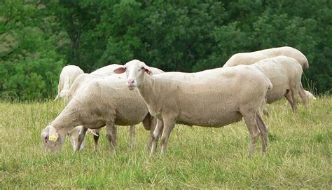10 Best Sheep Breeds For Milk