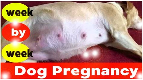 Stages Of Dog Pregnancy Week By Week Photos De For School