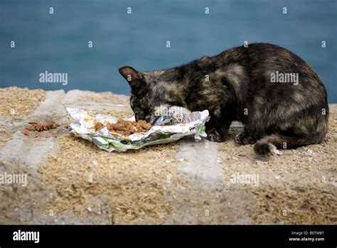 Scrawny Feral Cat Eating Scraps From An Aluminium Foil Wrapper Handout
