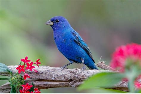 Pin By Lalamanu On Pretty Birdies ️ Bunting Bird Bird Blue Bunting