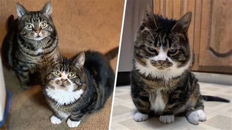 These Dwarf Cats Were Rejected For Not Looking Normal Youtube In 2022