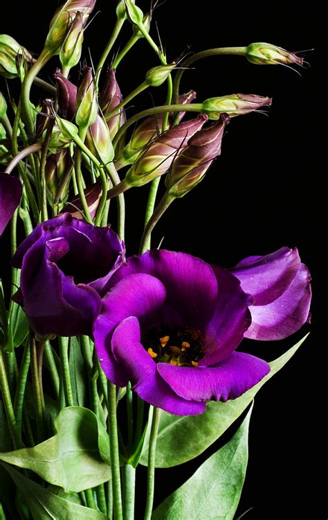 Fileeustoma Grandiflorum Purple 02 Wikimedia Commons