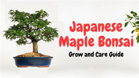 Japanese Maple Bonsai Trees A Beginners Guide To Growing And Caring