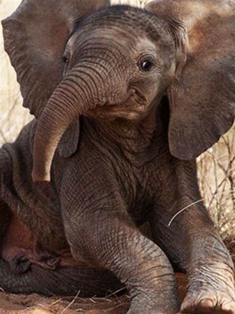 Smiling Baby Elephant Picture Enlarges Cute Animal Pictures Animals
