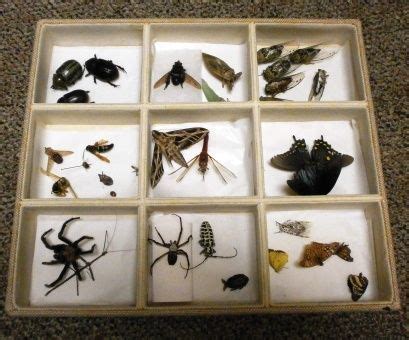 I have tiny bugs in my kitchen cupboards, which move onto my worktops. Cabinet Bugs | Another Home Image Ideas