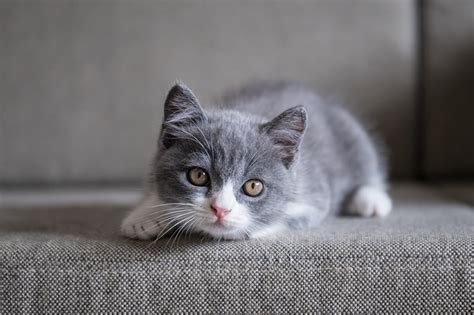 Get To Know The British Shorthair Breed Aspca Pet Health Insurance