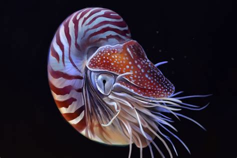 Nautilus Pompilius Chambered Nautilus Deep Sea Creatures Chambered