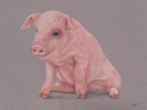 Pig By Lars Furtwaengler Colored Pencil Pastel Pencil 14 X 11