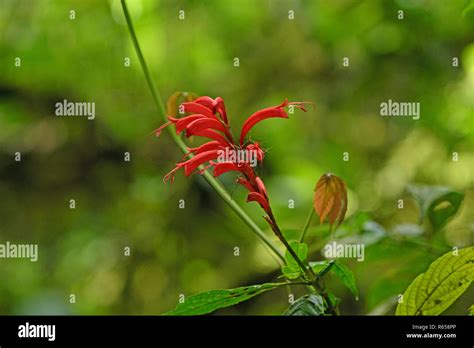 Unique Red Flowers In The Rain Forest Stock Photo Alamy