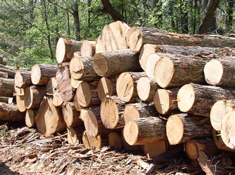 This Is Timber This Is Also A Natural Resourcesome Uses Are For