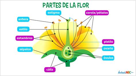 La Corola De La Flor Belleza Y Funci N Teleflor