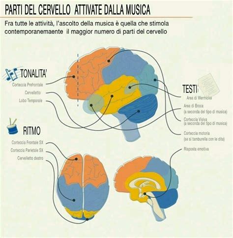 Parti Del Cervello Attivate Dalla Musica Music And The Brain