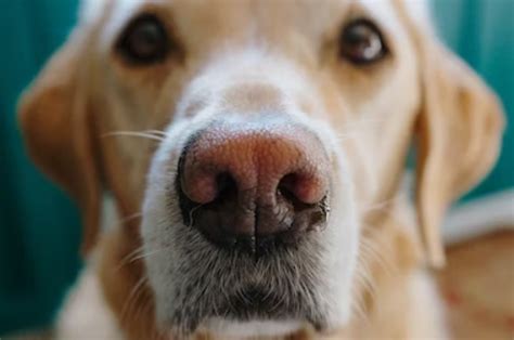 Dry Nose In Dogs The Causes And Treatment Cooper Pet Care