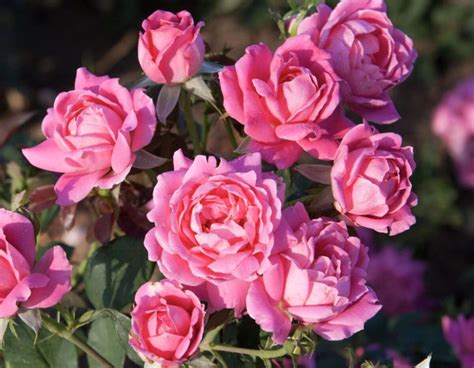 Hedging Rose Floribunda Double Pink Knockout 175mm Pot Dawsons Garden World