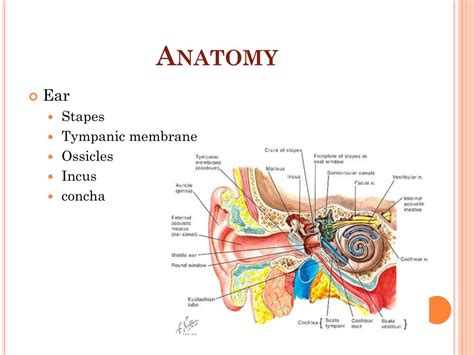 Ppt Stapedectomy Powerpoint Presentation Free Download Id2185196
