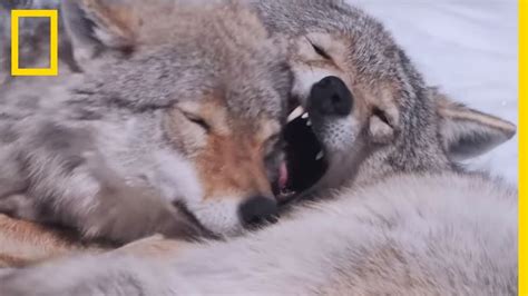Seuls Les Couples De Loups Alpha Peuvent Se Reproduire Youtube