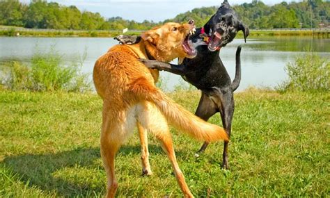 ¿cómo Separar A Dos Perros Que Están Peleando