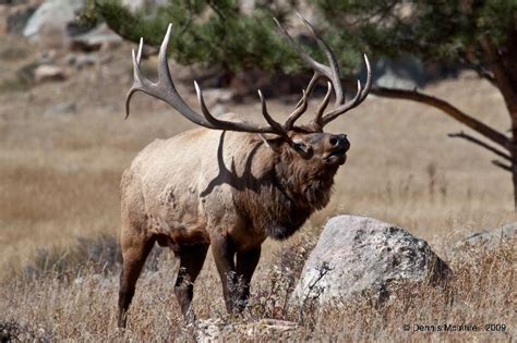 Monster Bull Elk Flickr