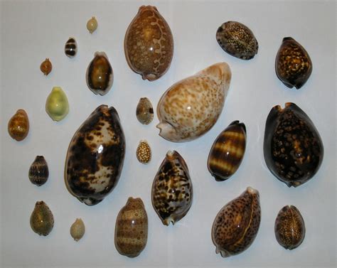 All About Cowry Shells Sea Shells Beach Shells Utsavpedia