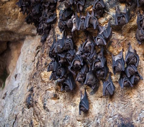 13 Images And Facts About Misunderstood Bats Mnn