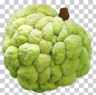 Man's hand holding cherimoya fruit. chirimoya clipart 10 free Cliparts | Download images on ...