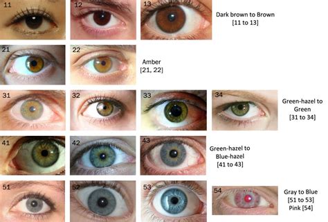 Best Eye Color Chart Genetics Images In Eye Color Chart Eye