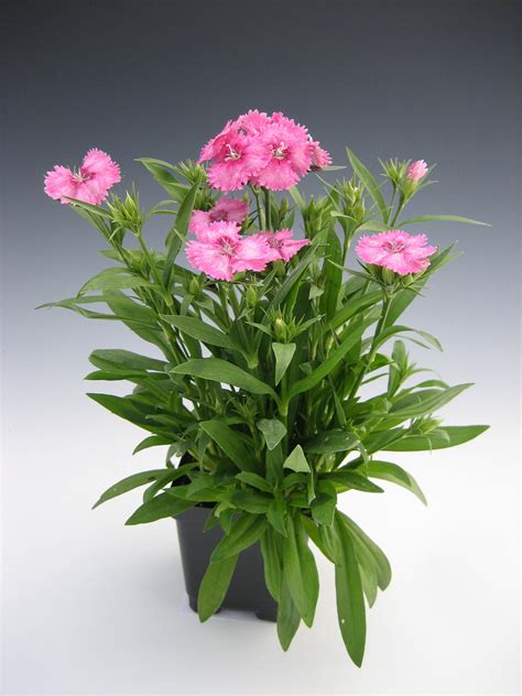While they may carelessly destroy your property, terminix® can thoughtfully craft a so, what do groundhogs eat and drink? Dianthus Telstar Pink | Bloom-Masters